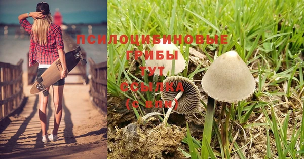 ПСИЛОЦИБИНОВЫЕ ГРИБЫ Вязники