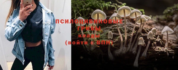ПСИЛОЦИБИНОВЫЕ ГРИБЫ Вязники
